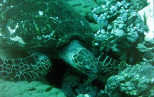 Tortuga Marina Pico de Halcon (Eretmochelys Imbricata) by Damiantxu