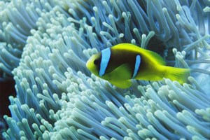Pez Payaso (Amphiprion bicinctus) by Damiantxu