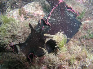 Liebre de Mar Negra (Aplysia fasciata) by Damiantxu